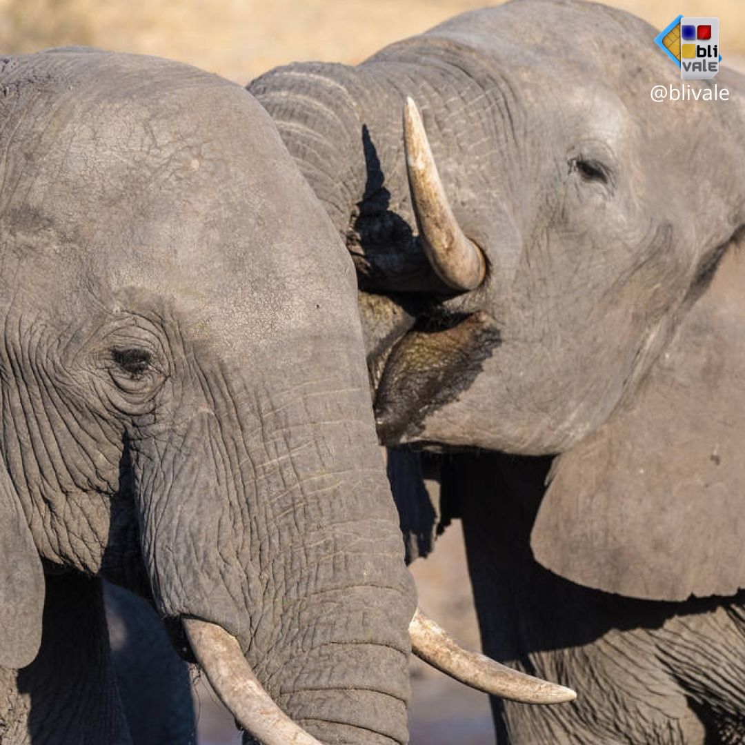 blivale_photo_047_ngorongoro_tanzania_instagram_1080x1080 TANZANIA: THE UNDESCRIBED AND EXCITING CHARM OF A SAFARI