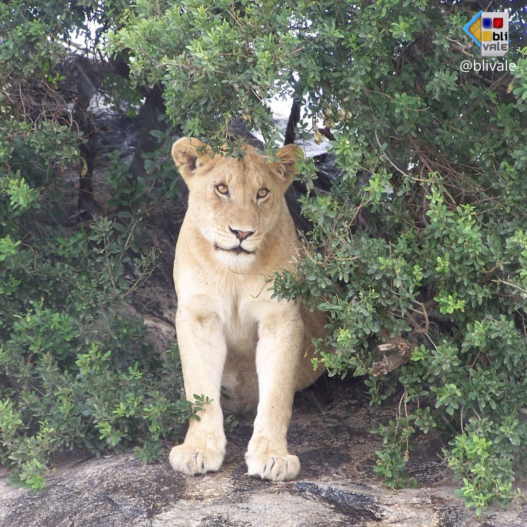 blivale_photo_048_ngorongoro_tanzania_instagram_1080x1080 TANZANIA: THE UNDESCRIBED AND EXCITING CHARM OF A SAFARI