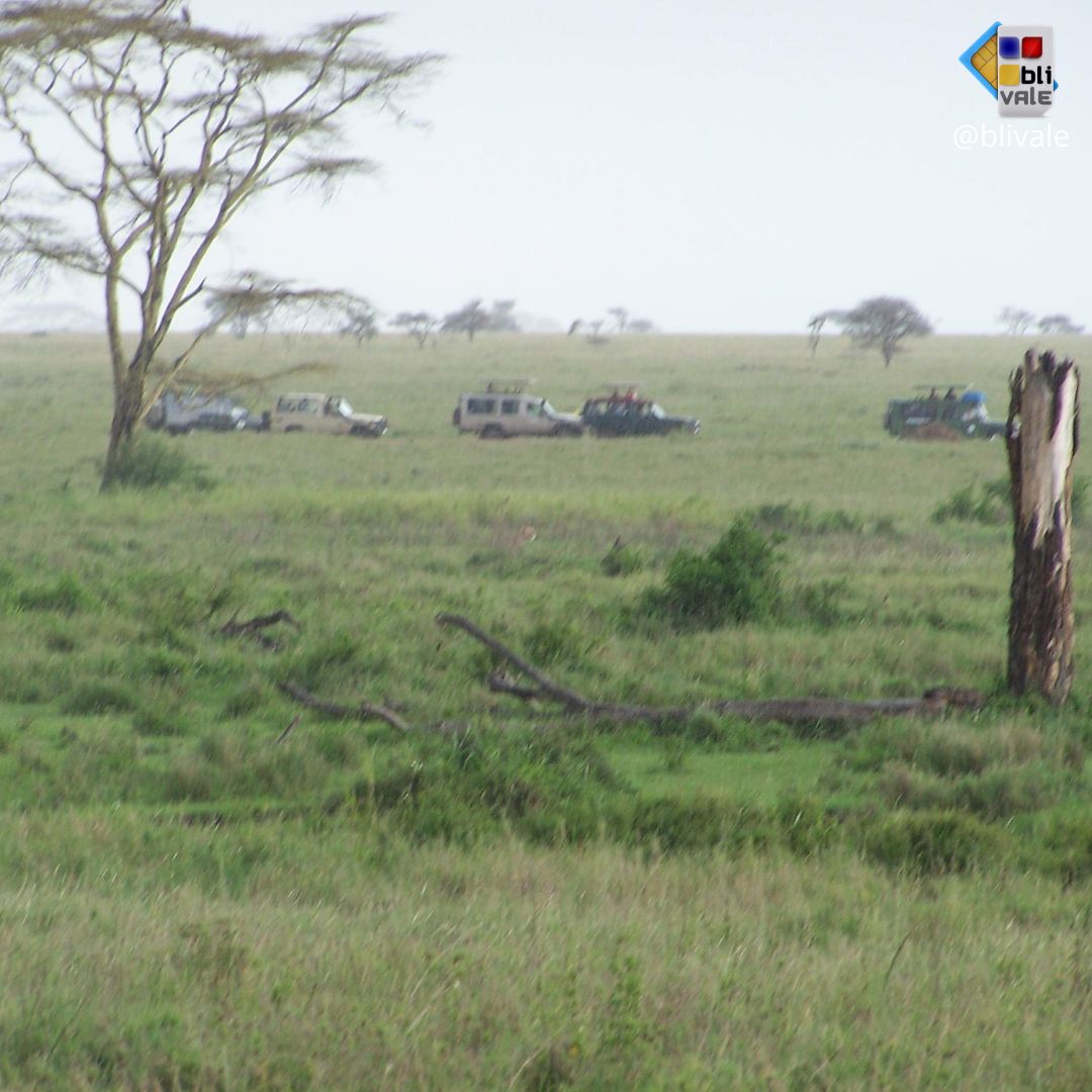blivale_photo_049_ngorongoro_tanzania_instagram_1080x1080 TANZANIA: THE UNDESCRIBED AND EXCITING CHARM OF A SAFARI