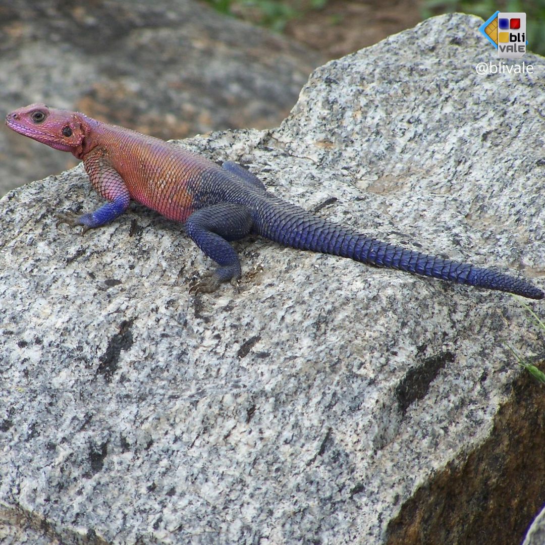 blivale_photo_050_ngorongoro_tanzania_instagram_1080x1080 TANZANIA: THE UNDESCRIBED AND EXCITING CHARM OF A SAFARI